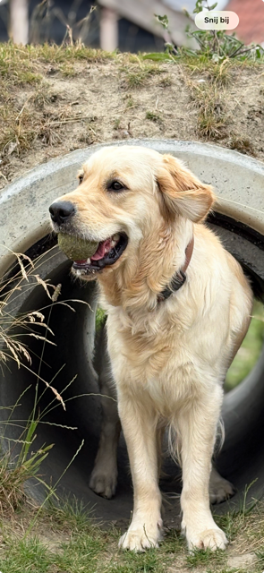 Sjuulke – Nederlandse kantoorhond